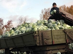 Фермеры закатывают овощи в землю Фермеры закатывают овощи в землю