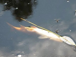 � ������� ����������� �������� ������� ����� ����� ������� ����