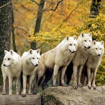 ���� "���������� � ������� �����"