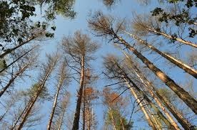 Харківські науковці поширили рекомендації, як врятувати ліси на Черкащині та в інших регіонах від всихання 