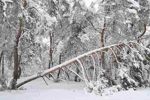 У Черкаській області ліси суттєво постраждали від сніголаму 