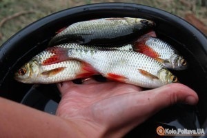 2017 ���� � ��������� ������ � ������ ��������� ����� 74 ����� ��� 