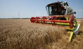 На Черкащині вже намолочено 134 тис. тонн зерна