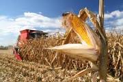 На 1 жовтня в Черкаській області намолочено 1 млн. 610 тис. тонн зернових і зернобобових 
