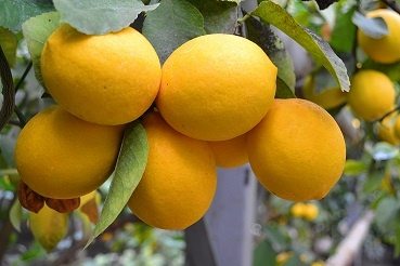 У Корсунь-Шевченківському лісгоспі вирощують лимони Мейєра