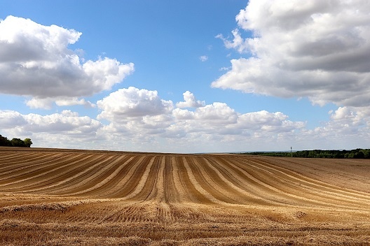 2021 року на Черкащині зібрано 4,7 млн. тонн зернових. Середня врожайність 69,9 ц/га