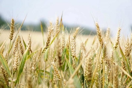 2023 року в Черкаській області вже зібрали майже 4,6 млн. тонн зернових та зернобобових 