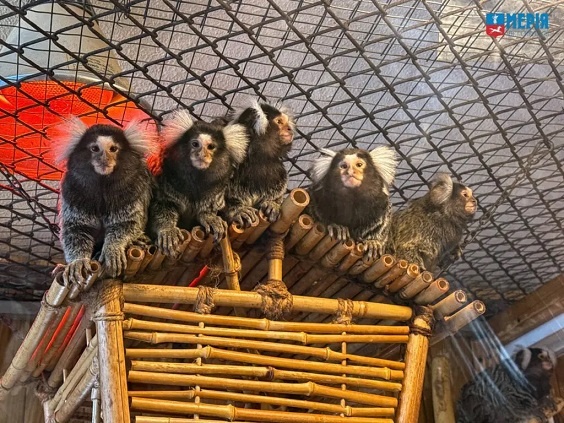 ������� ����������� �������� ��������� ����������� ����� ������, - �������� 