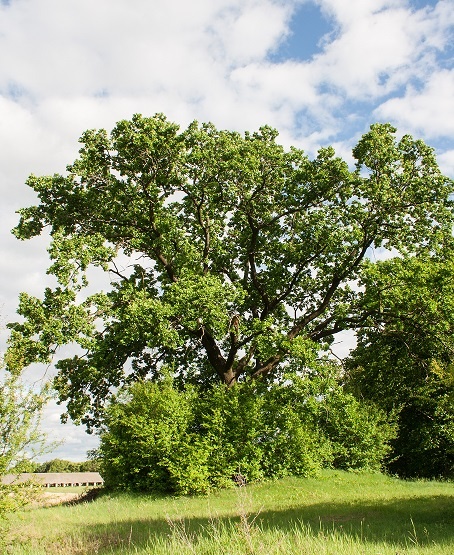 ��� ��������� ���������� ��� ������� ������� �³����� ��� �� �������� 